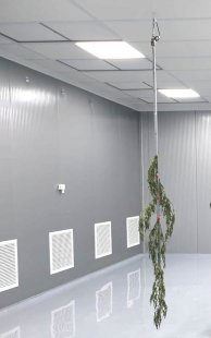 Cannabis dry rooms